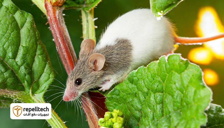 موش از چی متنفر است