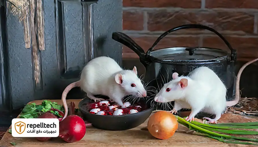 موش از چه غذایی متنفر است؟