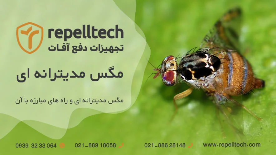 مگس مدیترانه ای