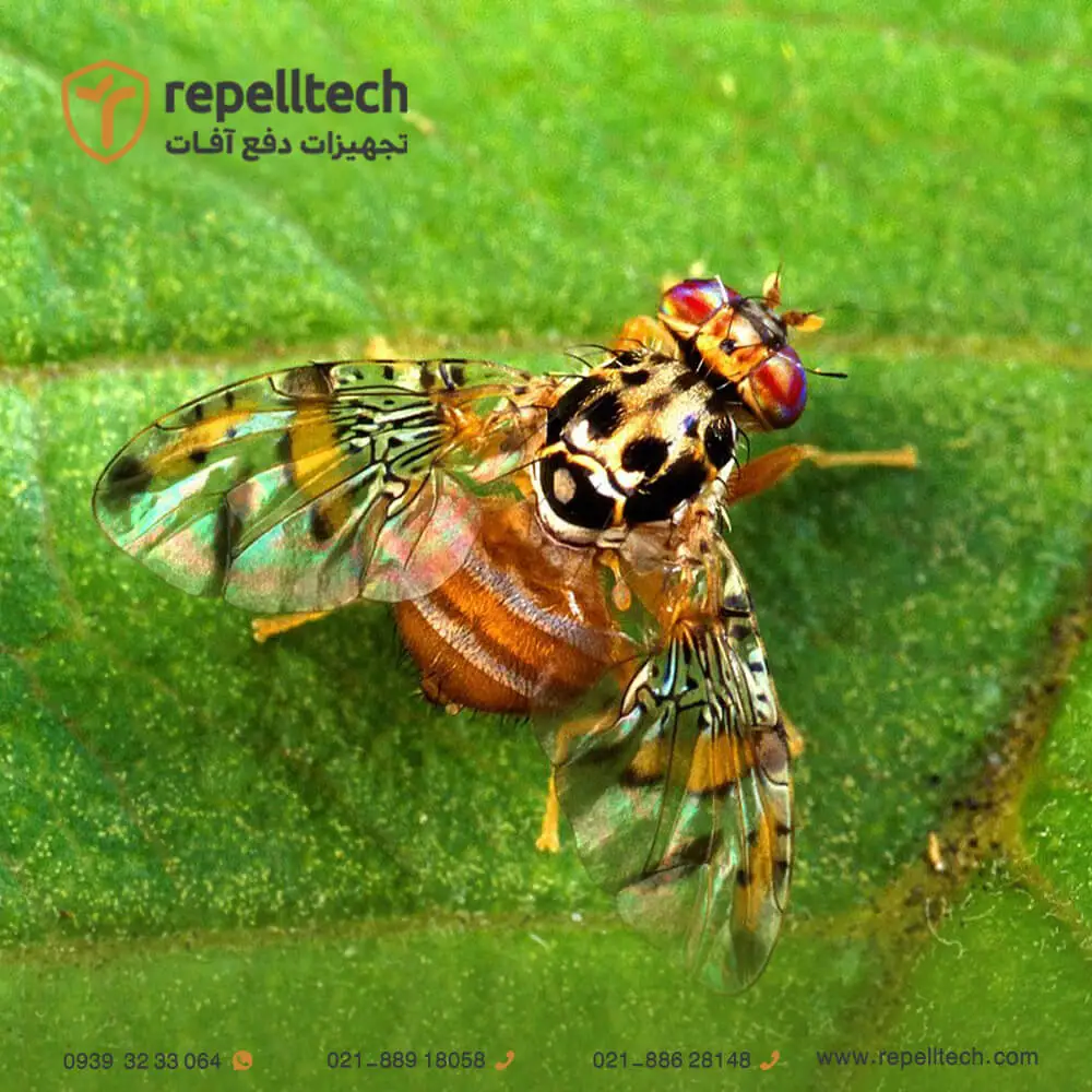 مگس مدیترانه ای