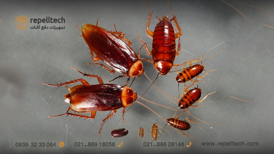 سوسک کابینت