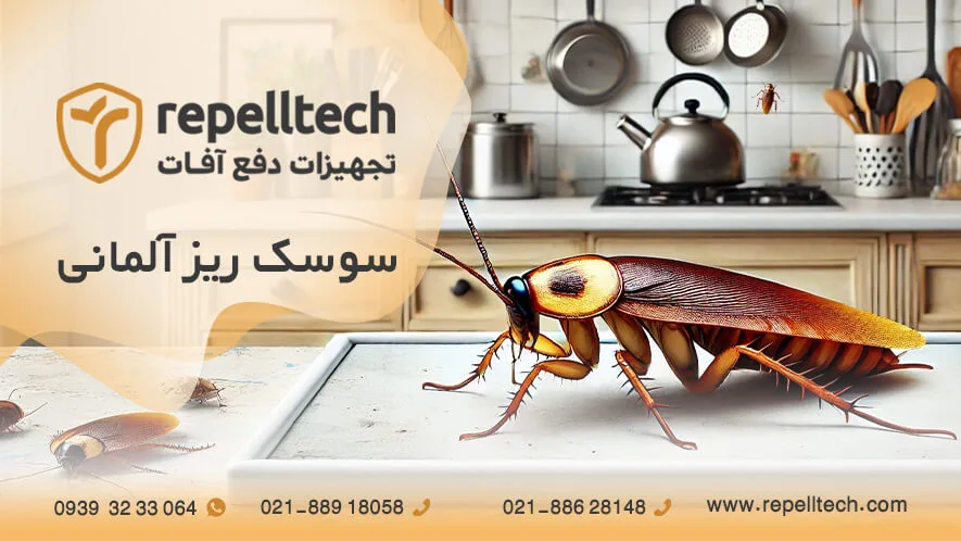 سوسک آلمانی