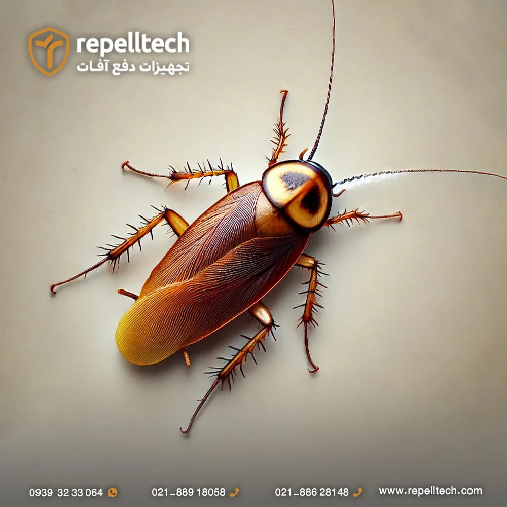 سوسک آلمانی