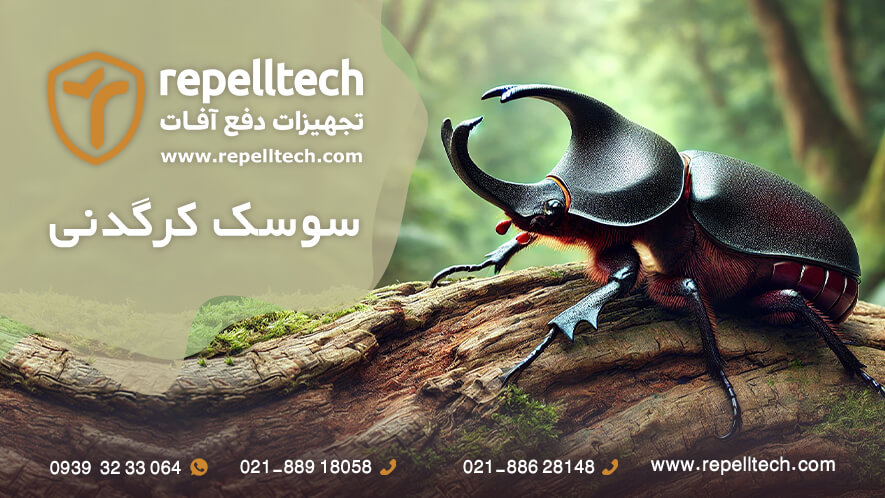 سوسک کرگدنی خرما