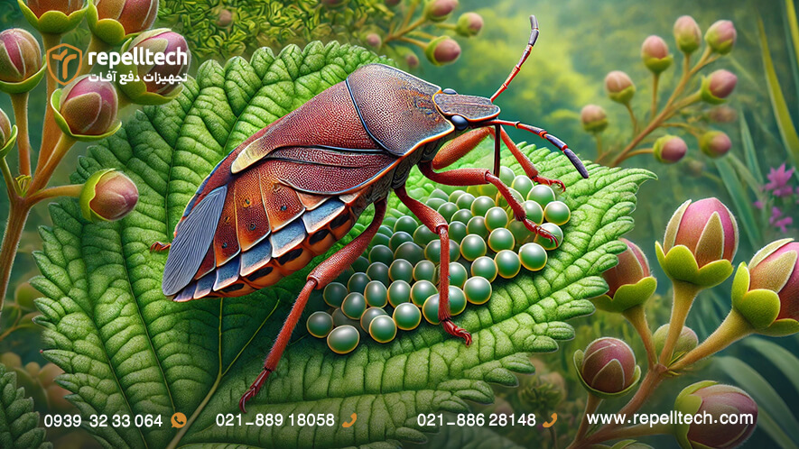 چرخه زندگی سوسک خرچسونه