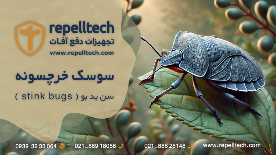 سوسک خرچسونه