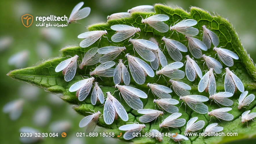 مگس سفید گلدان