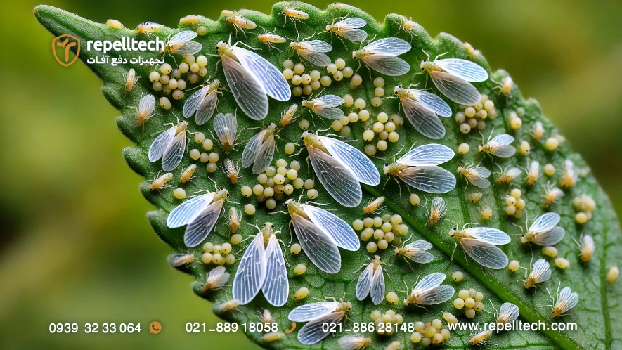 مگس سفید گلخانه