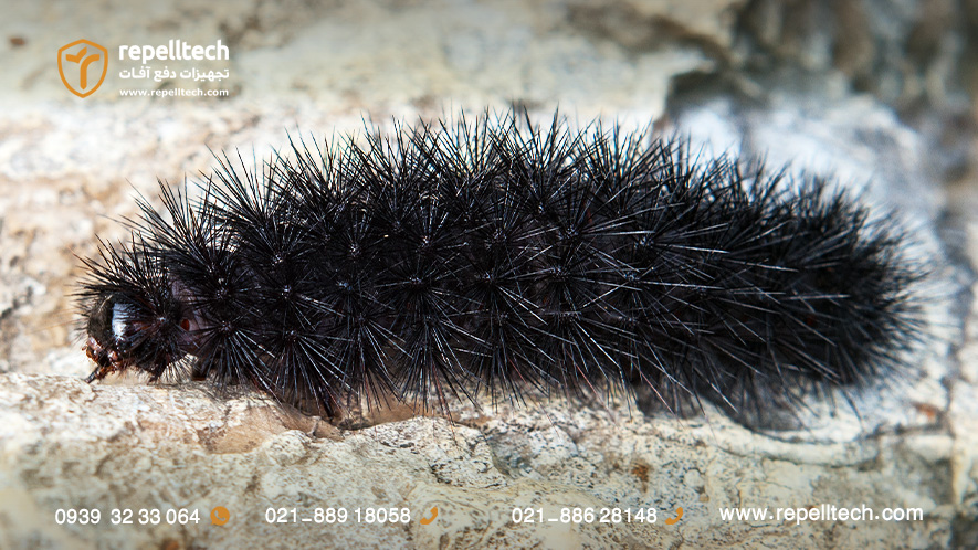 لارو بید پلنگی غول‌پیکر