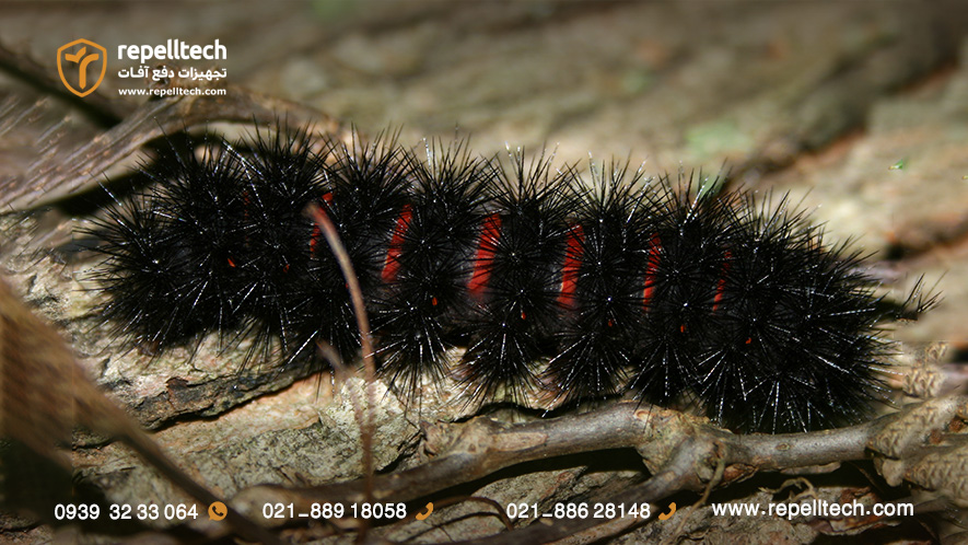 لارو بید پلنگی غول‌پیکر