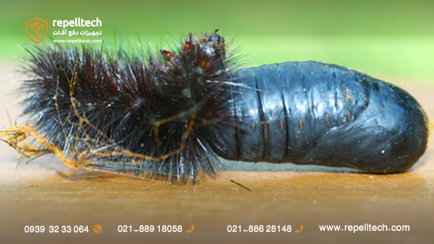 شفیره بید پلنگی غول‌پیکر