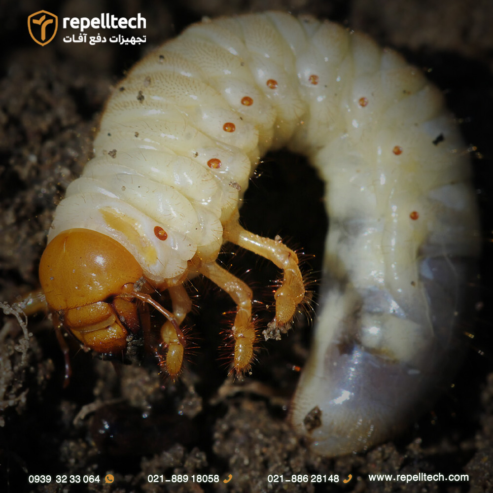 کرم سفید ریشه