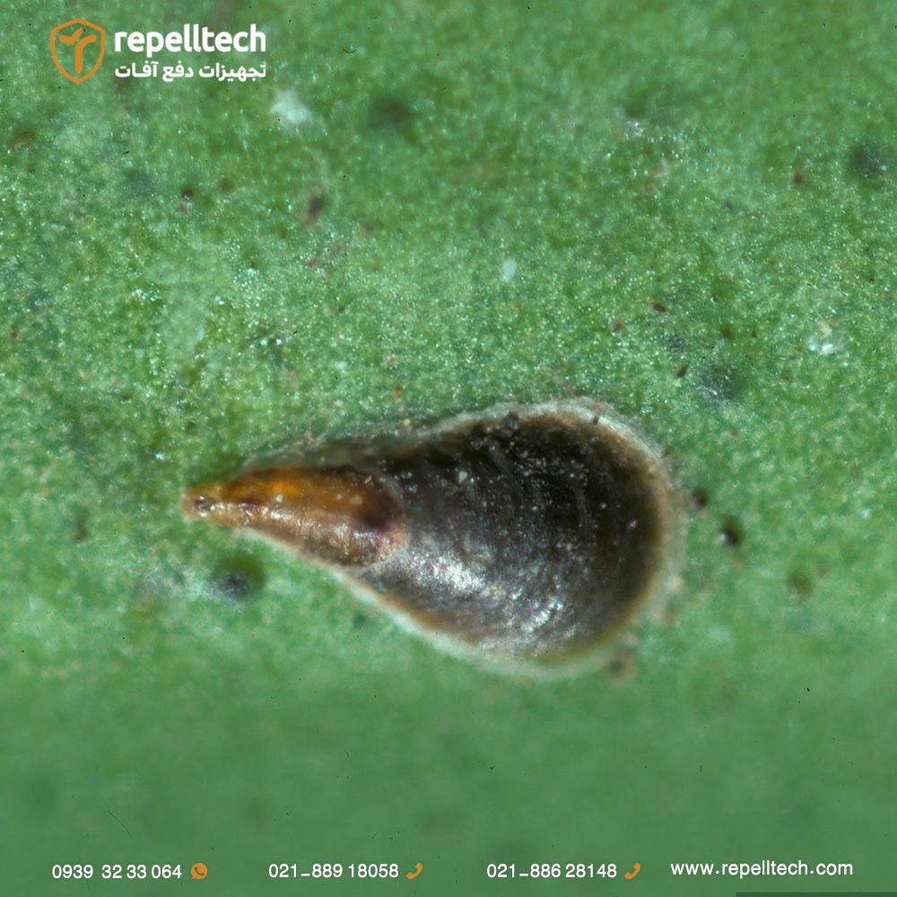 سپردار واوی مرکبات