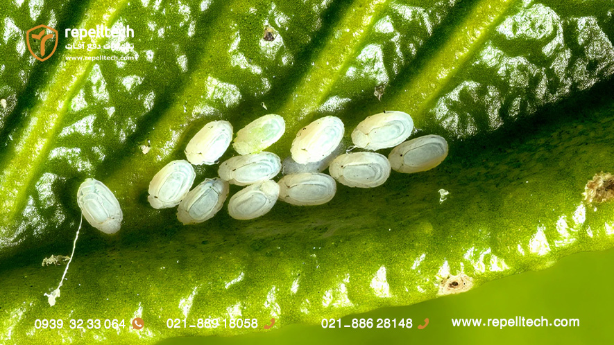 لارو سپردار واوی مرکبات