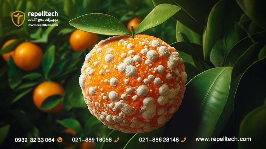 خسارت سپردار واوی مرکبات