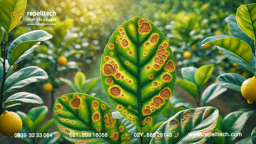 خسارت سپردار واوی مرکبات