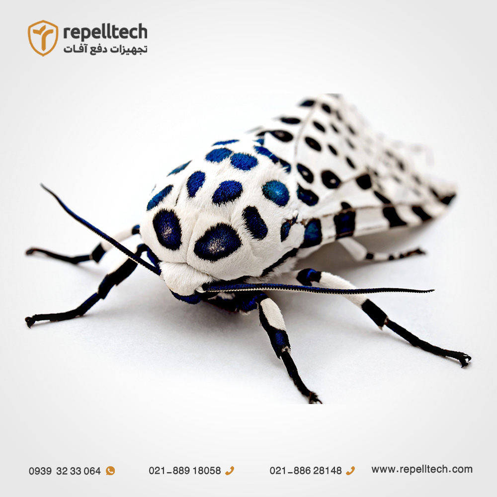 بید پلنگی غول‌پیکر