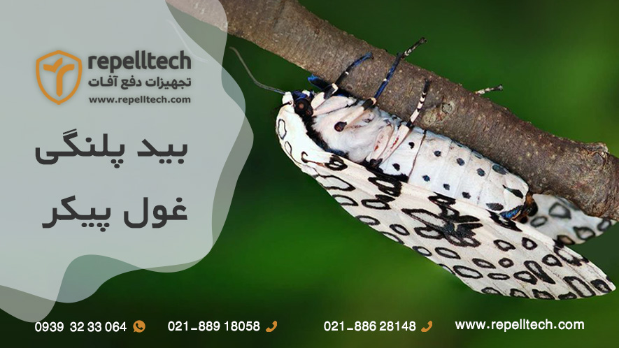 بید پلنگی غول‌پیکر