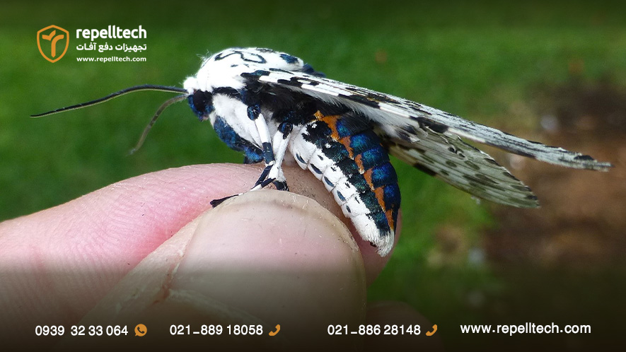 بید پلنگی غول‌پیکر