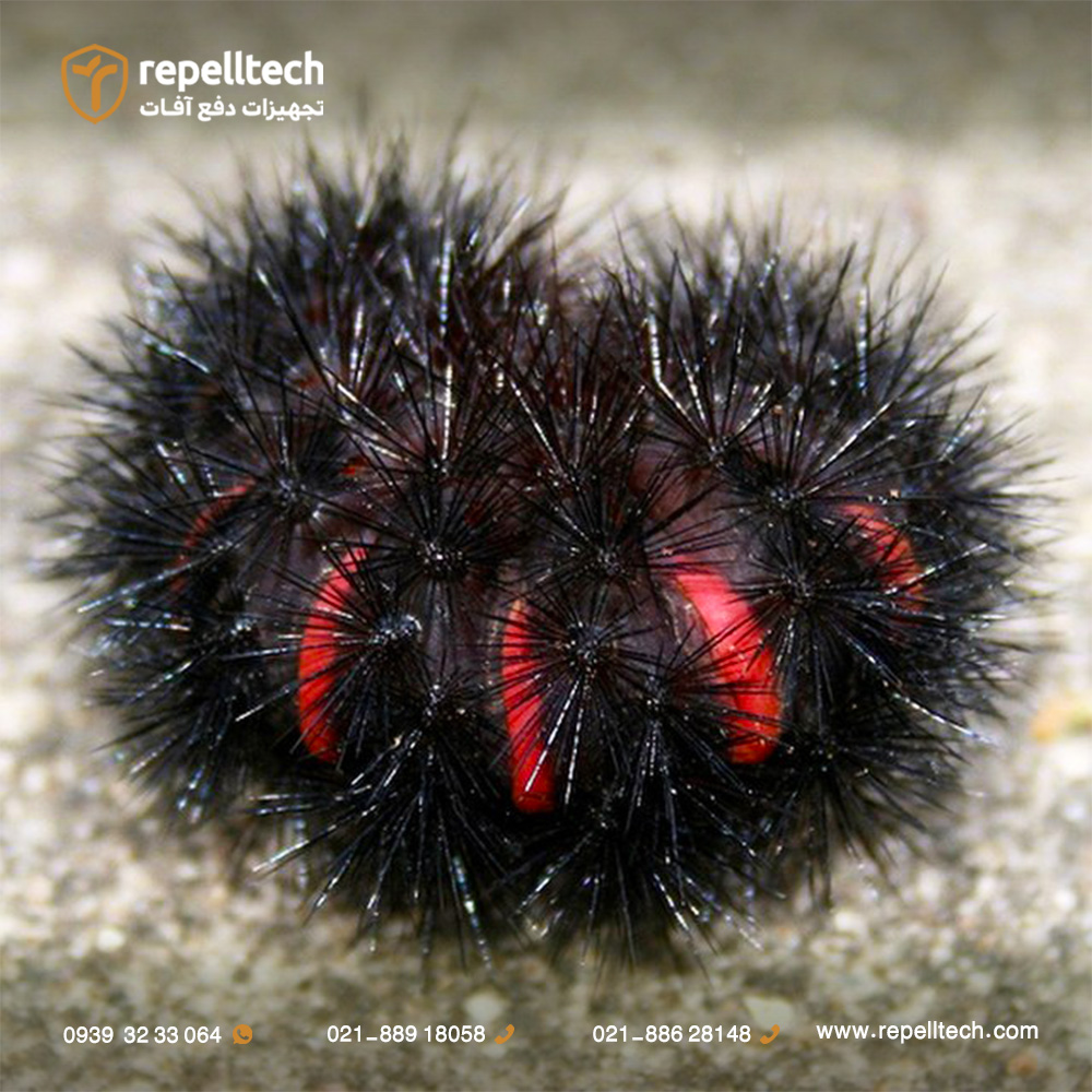 بید پلنگی غول‌پیکر