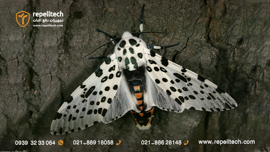 بید چشم ببری