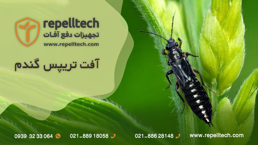 تریپس گندم