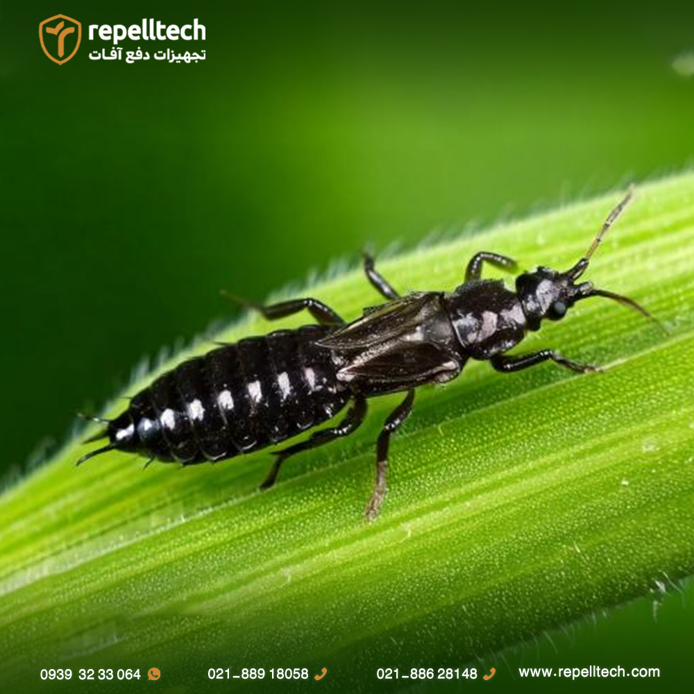 عکس تریپس گندم