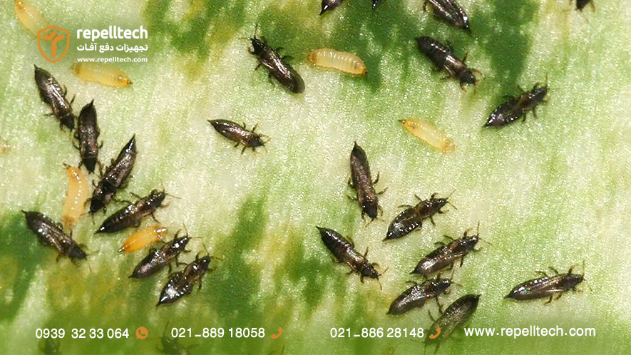 عکس تریپس گندم