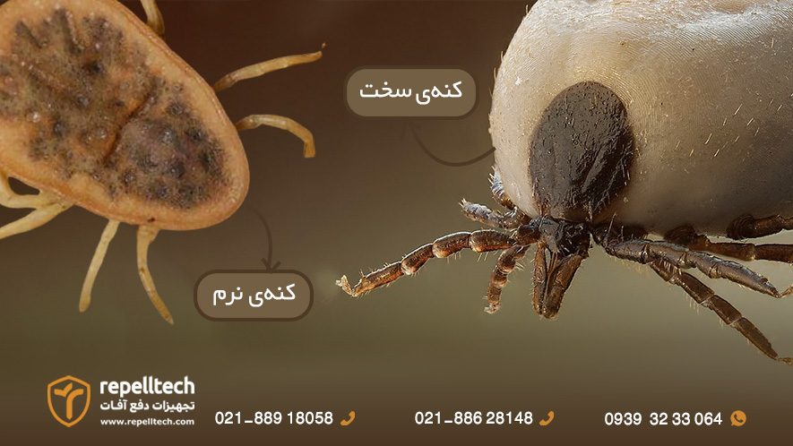 کنه سخت و کنه نرم