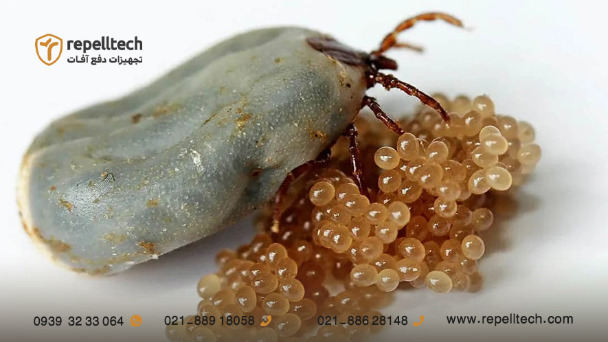 کنه سخت ماده