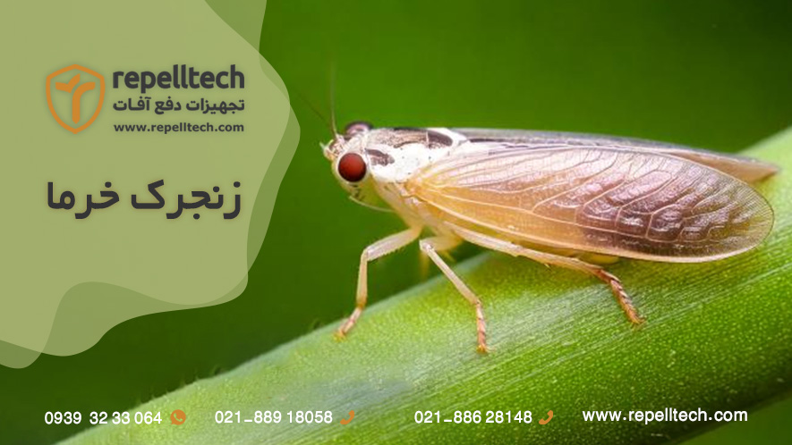 زنجره خرما