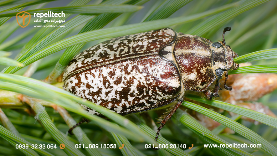 کرم سفی ریشه ماده بالغ