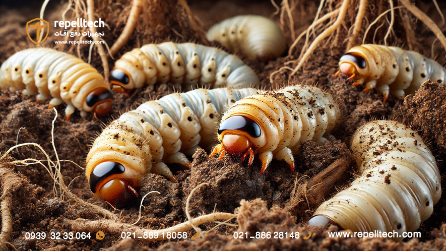 کرم سفید ریشه