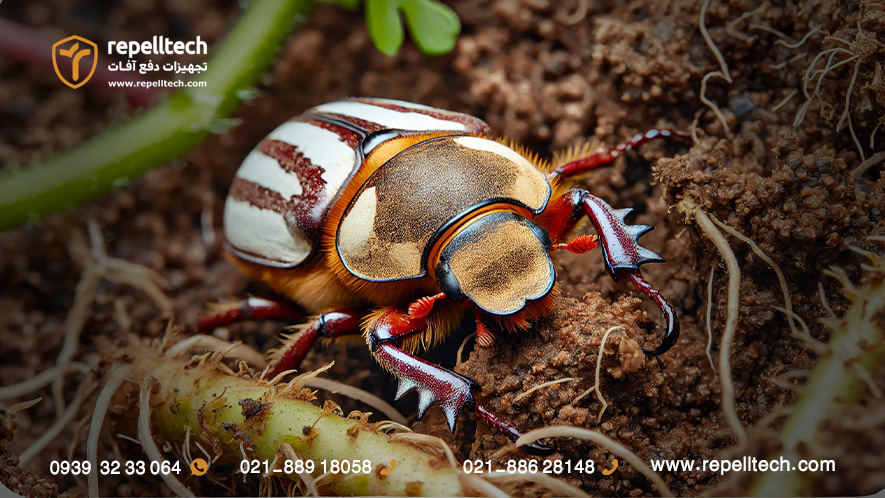 حشره بالغ کرم سفید ریشه