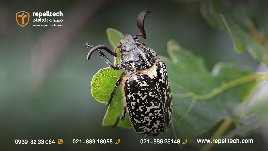 مبارزه با کرم سفید ریشه