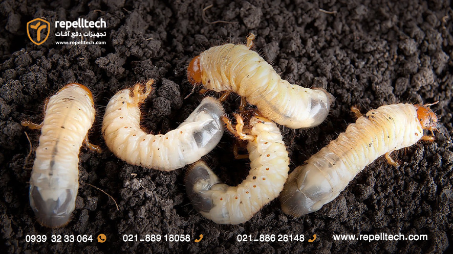 کرم سفید ریز