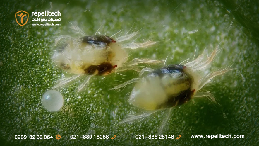 کنه تار عنکبوتی دو نقطه ای