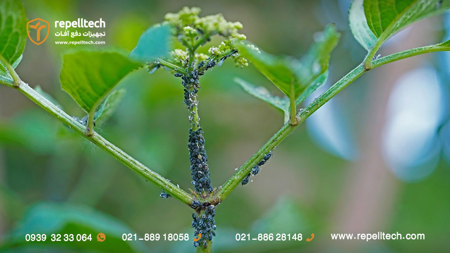 شته سیاه چغندر