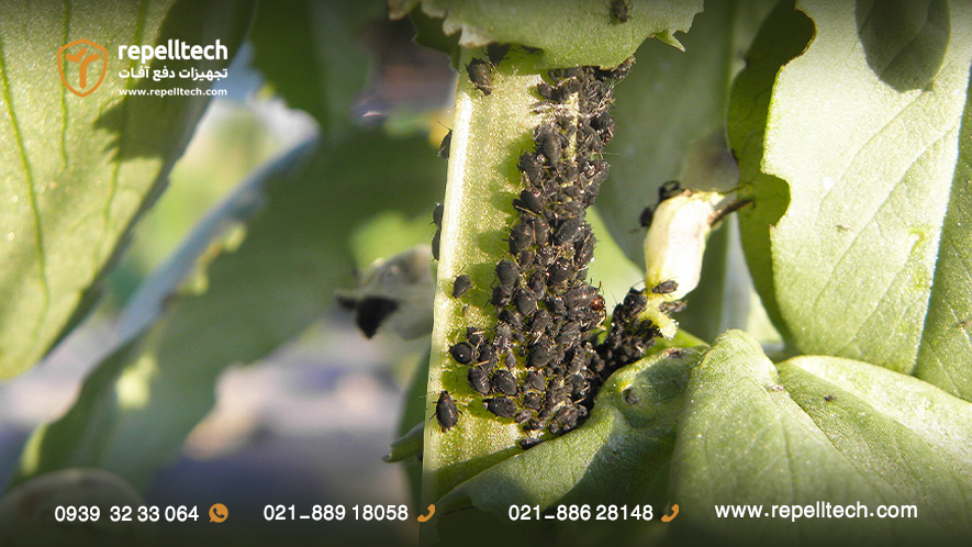 یک گیاه مستعمره شته سیاه باقلا