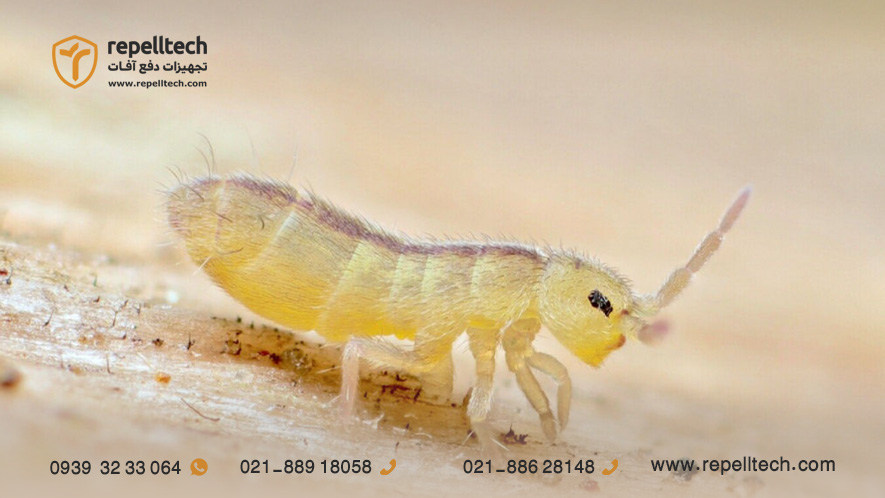 حشره دم فنری