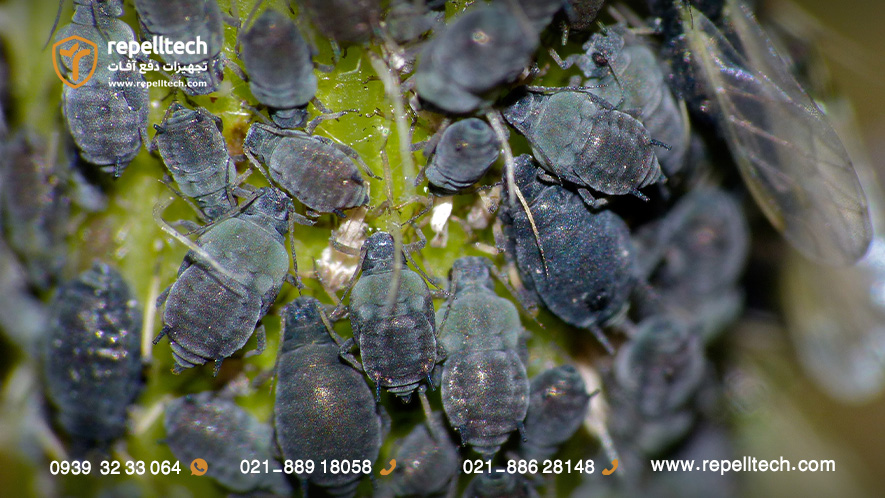 شته سیاه باقلا