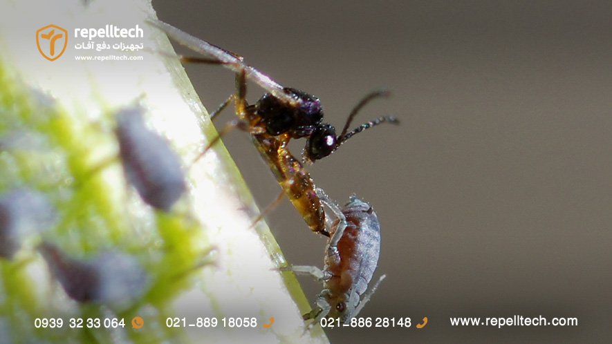 زنبور پارازیت براکونید در حال تخمگذاری درون شته