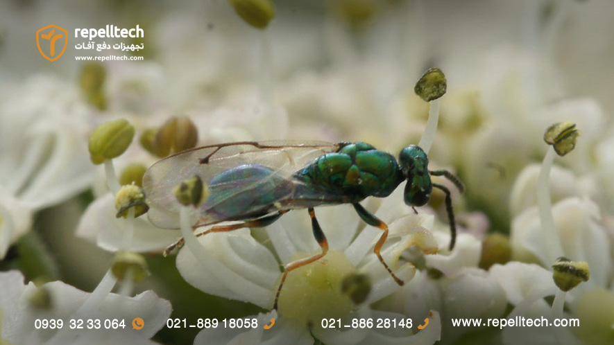 زنبور پارازیت مسی