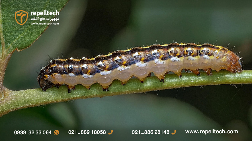 کرم غوزه خوار پنبه