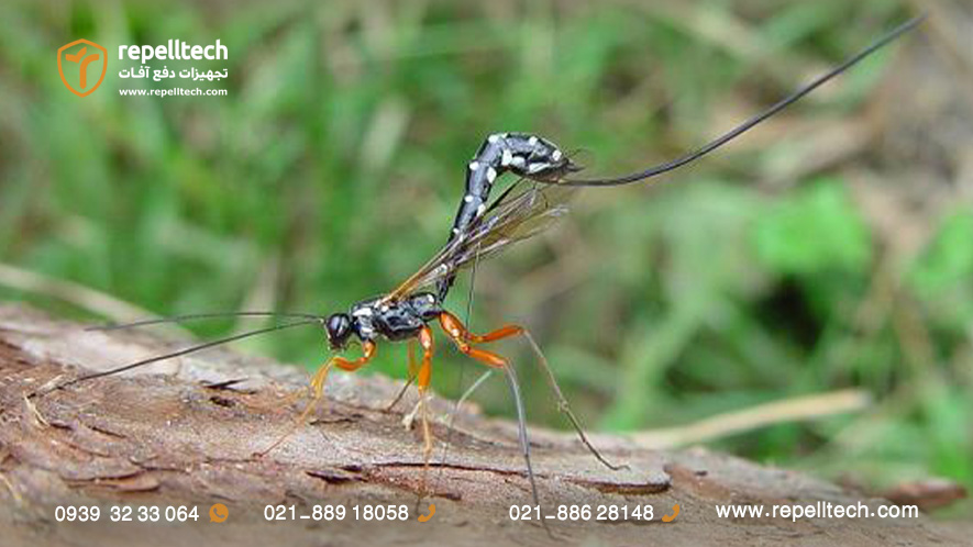 زنبور پارازیت عقربی