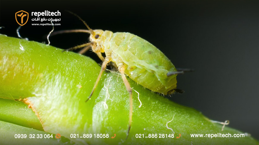 مرفولوژی شته درخت