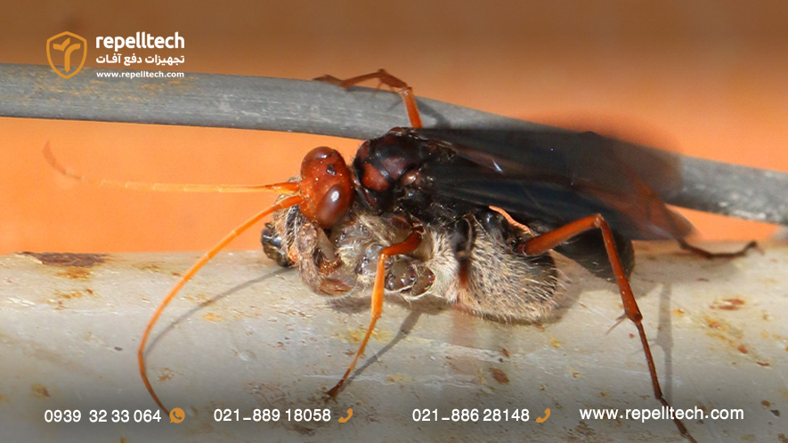 زنبور پارازیت تارتنک گیر