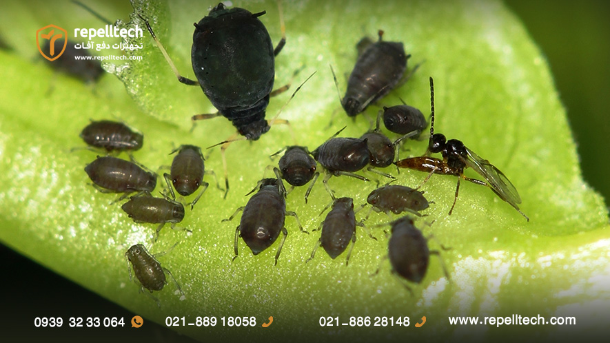 زنبور پارازوئید در حال تخم گذاری در داخل بدن شته سیاه باقلا