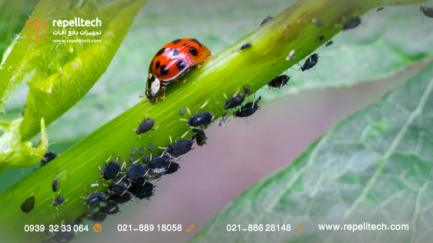 شکارچیان طبیعی شته