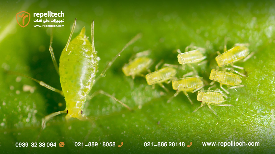 تولید مثل شته ها